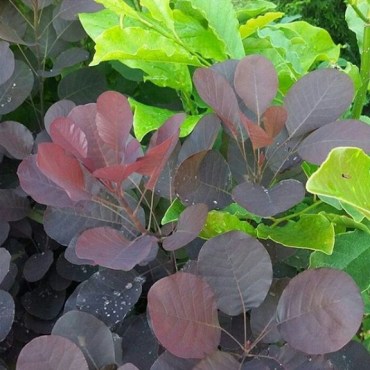 Скумпия Роял Пурпле